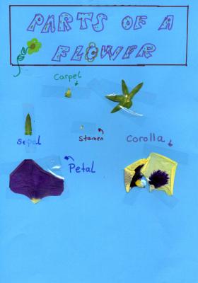 A FLOWER DISSECTION
