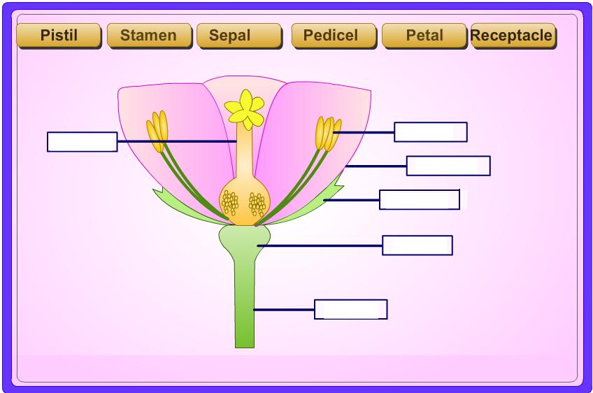 PARTS OF THE FLOWER